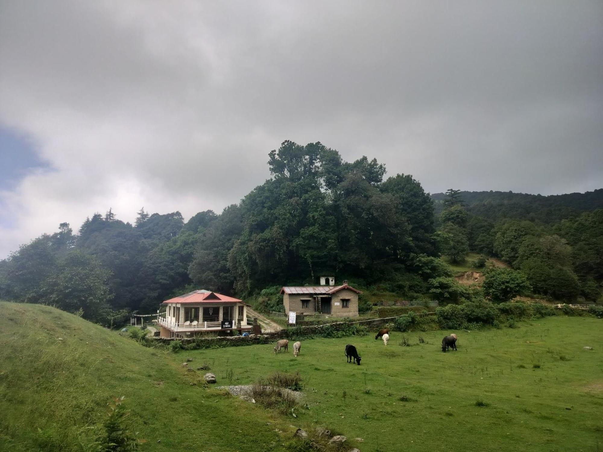 Simba Jungle Lodge, Binsar Wildlife Sanctuary Exteriér fotografie